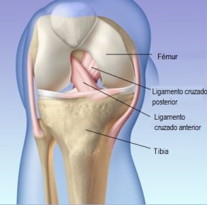 Ligamento Cruzado Posterior O Lcp Cl Nica Mart N G Mez