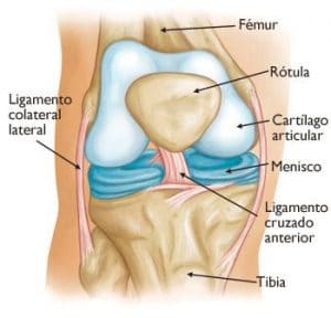 componentes de la rodilla