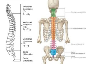 partes de la columna vertebral